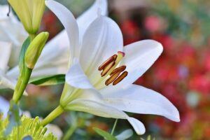 fall pruning perennials lily All You Need To Know About Fall Pruning Perennials
