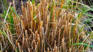 fall pruning perennials pruned perennial grass