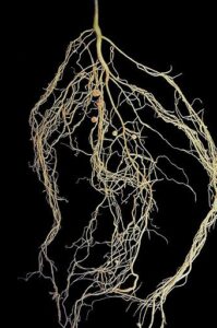 fall pruning perennials root system