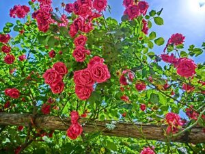 fall pruning perennials roses All You Need To Know About Fall Pruning Perennials