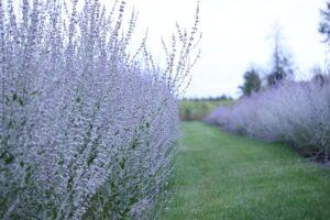 fall pruning perennials russian sage All You Need To Know About Fall Pruning Perennials