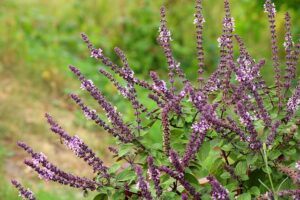 fall pruning perennials salvia All You Need To Know About Fall Pruning Perennials