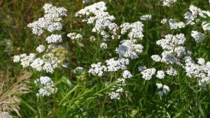 fall pruning perennials yarrow All You Need To Know About Fall Pruning Perennials