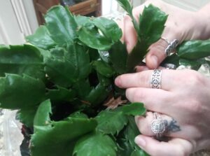 how to take care of a christmas cactus propagation