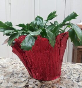 how to take care of a christmas cactus holiday wrapping