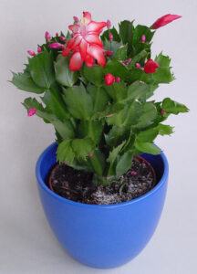 How to Care for a Christmas Cactus gift