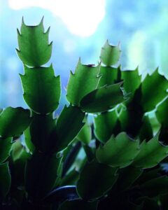 how to take care of a christmas cactus pointy stem