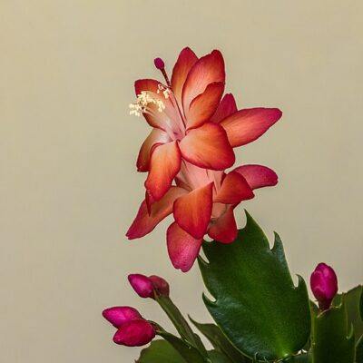 how to take care of a christmas cactus featured image