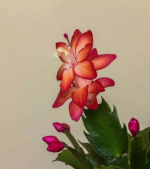 how to take care of a christmas cactus featured image How to Take Care of a Christmas Cactus