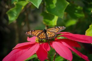 how to take care of a poinsettia butterfly How to Take Care of a Poinsettia