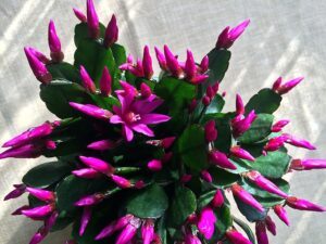 hot to take care of a christmas cactus care