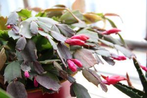 how to take care of a christmas cactus light bloom