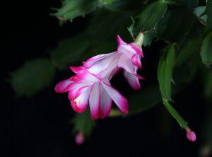 how to take care of a christmas cactus beautiful