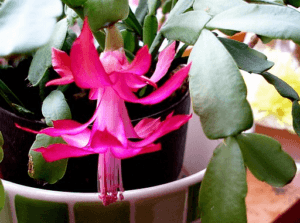 how to take care of a christmas cactus rounded edges How to Take Care of a Christmas Cactus