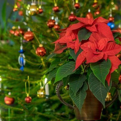 How to Take Care of a Poinsettia featured image