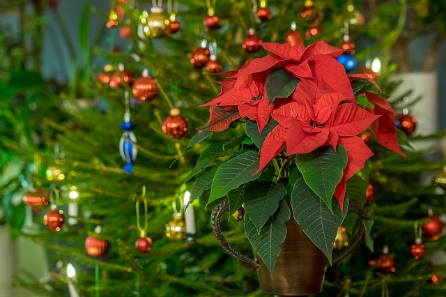How to Take Care of a Poinsettia featured image