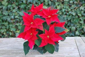 how to take care of a poinsettia plant