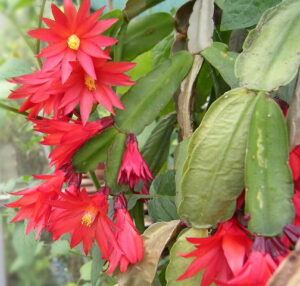 how to take care of a christmas cactus ridges