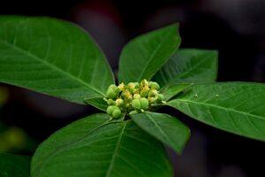 how to take care of a poinsettia green