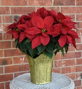 how to take care of a poinsettia what is it