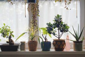 how to take care of a christmas cactus light