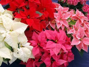 how to take care of a poinsettia many colors How to Take Care of a Poinsettia