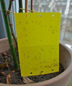 how to take care of a christmas cactus gnats
