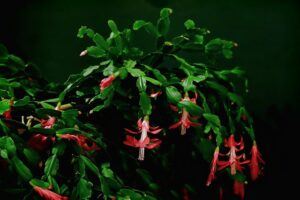 how to take care of a christmas cactus new plant