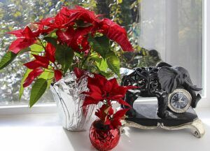 how to take care of a poinsettia window