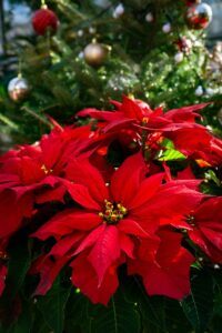 how to take care of a poinsettia christmas