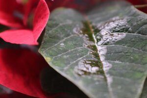 how to take care of a poinsettia water on leaves