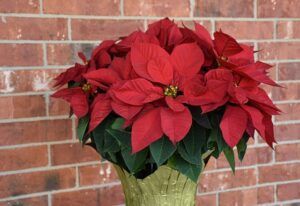 how to take care of a poinsettia what is it