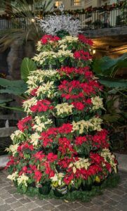 how to take care of a poinsettia holiday decorations how-to-take-care-of-a-poinsettia-holiday-decorations