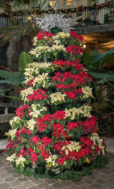 how to take care of a poinsettia holiday decorations
