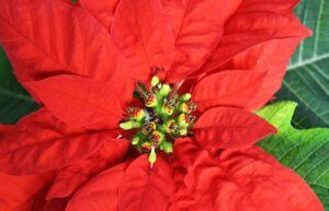 how to take care of a poinsettia red leaves How to Take Care of a Poinsettia