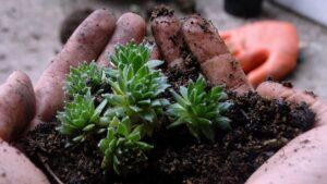 how to take care of a christmas cactus soil