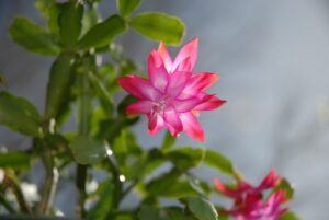 how to take care of a christmas cactus bloom