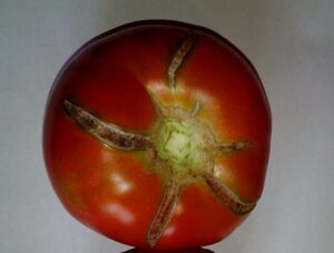 growing tomatoes indoors during winter cracking