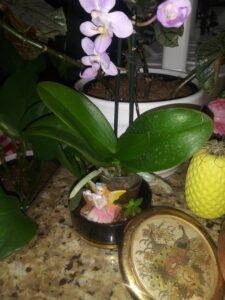 what to build a fairy garden in jewelry What to Build a Fairy Garden In