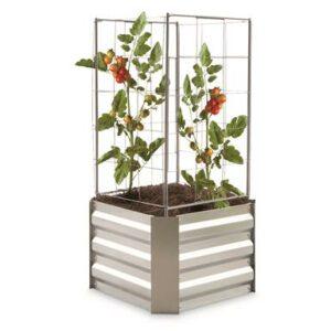 growing tomatoes indoors during winter trellis