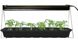 growing tomatoes indoors during winter grow lights