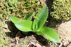 how to take care of the orchids in your life seedling