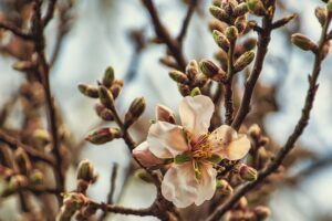 fruit tree pruning calendar flower buds Fruit Tree Pruning Calendar ❀ Fairy Circle Garden