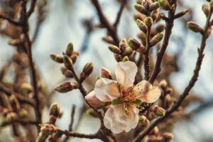 fruit tree pruning calendar flower buds