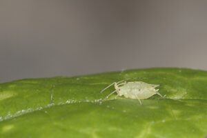 growing tomatoes indoors during winter aphid