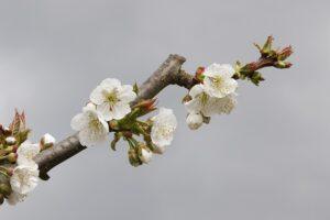 fruit tree pruning calendar prune location