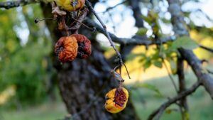 fruit tree pruning calendar disease