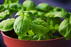 seeds to start in january basil