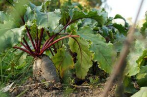seeds to start in january beet