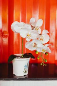 how to take care of the orchids in your life rebloom